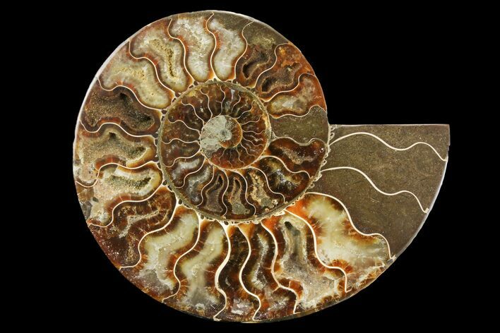 Cut & Polished Ammonite Fossil (Half) - Madagascar #157940